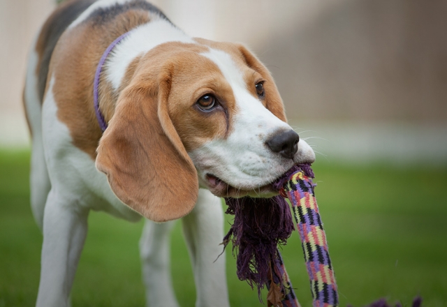 Blanche the Beagle - Photography by Batex Multimedia