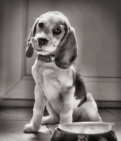 'Dotty' the Beagle - Batex Multimedia Photography Suffolk