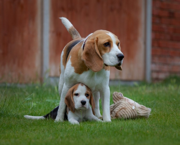 Blanche & Dotty the beagles - Photography by Batex Multimedia